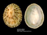 Cymbula safiana